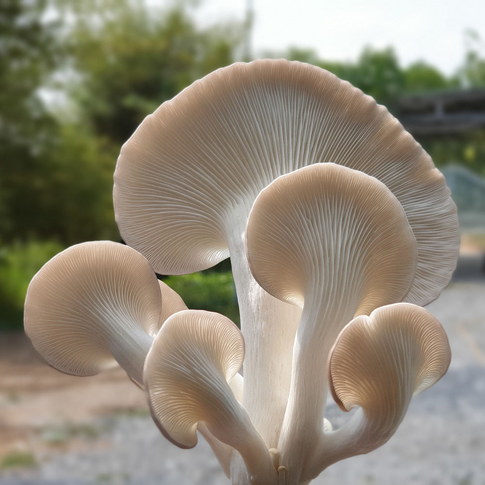 (HỘ KINH DOANH) NGUYỄN THỊ THU CÚC