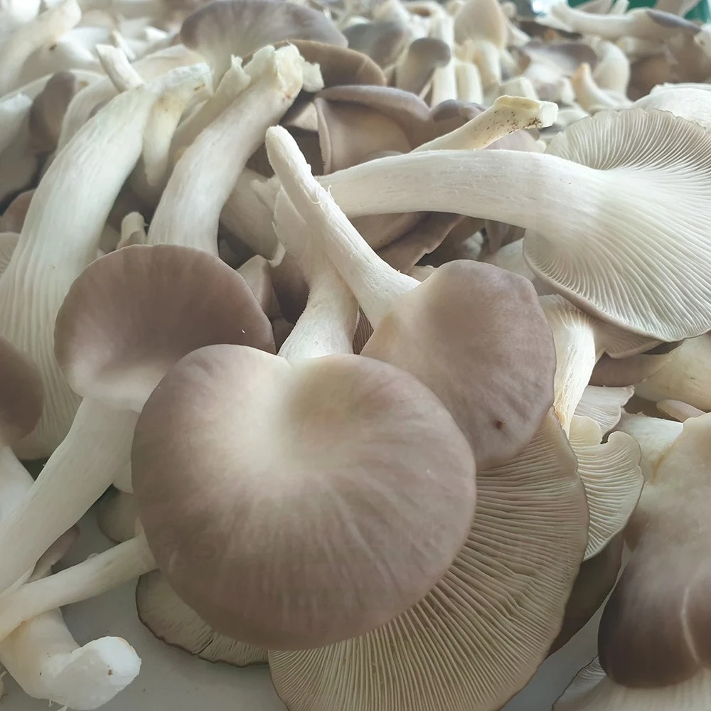 (HỘ KINH DOANH) NGUYỄN THỊ THU CÚC