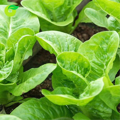 (HỘ KINH DOANH) NGUYỄN THỊ THU CÚC