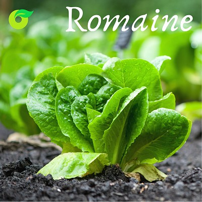 (HỘ KINH DOANH) NGUYỄN THỊ THU CÚC